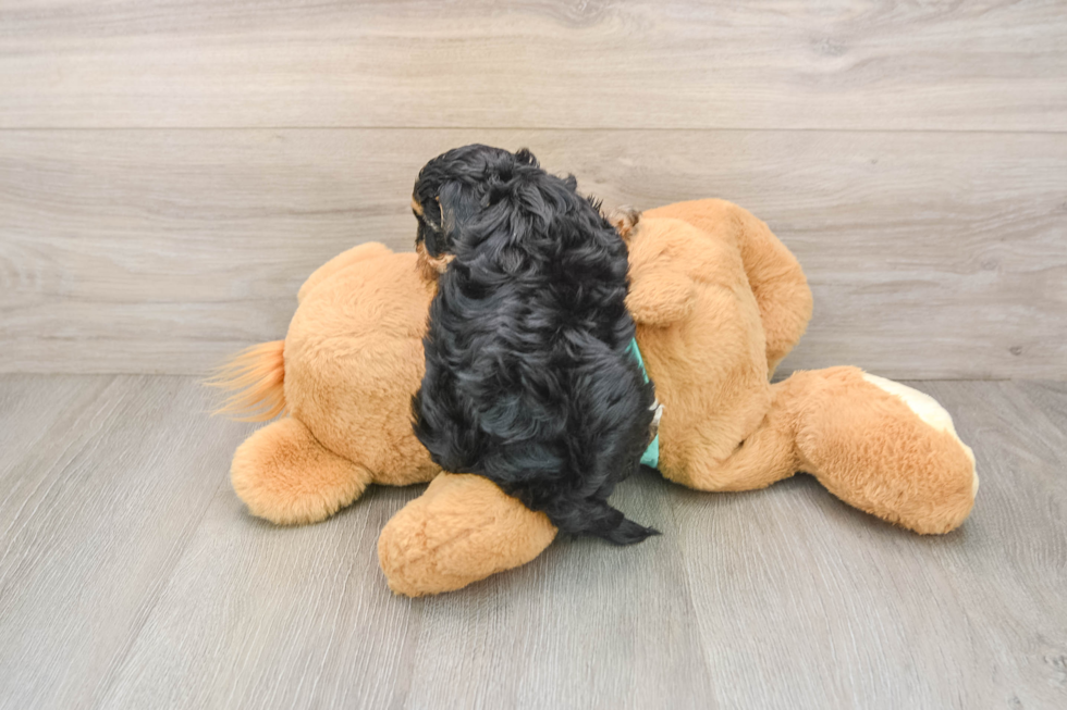Popular Yorkie Poo Poodle Mix Pup
