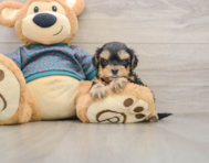 7 week old Yorkie Poo Puppy For Sale - Premier Pups