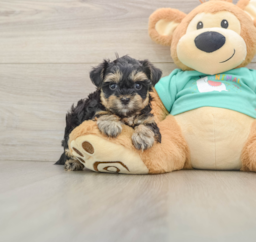 8 week old Yorkie Poo Puppy For Sale - Premier Pups