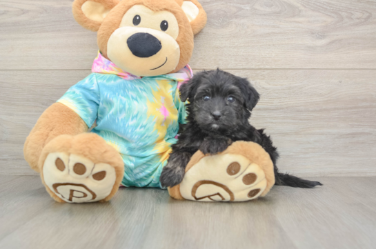 Best Yorkie Poo Baby