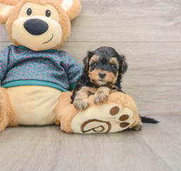 8 week old Yorkie Poo Puppy For Sale - Premier Pups