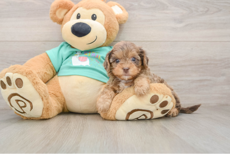 Yorkie Poo Pup Being Cute