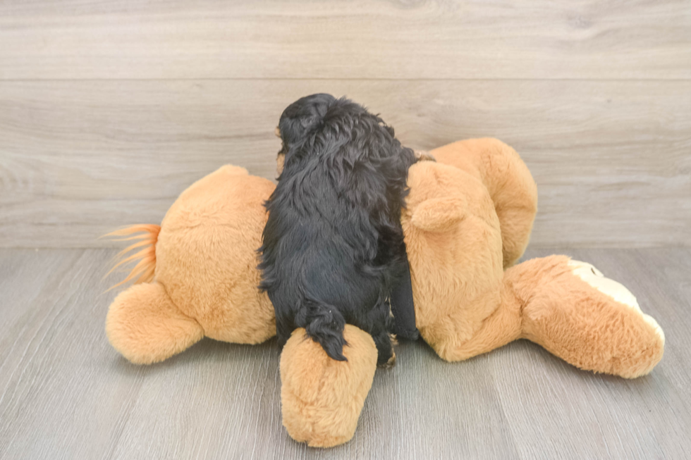 Funny Yorkie Poo Poodle Mix Pup