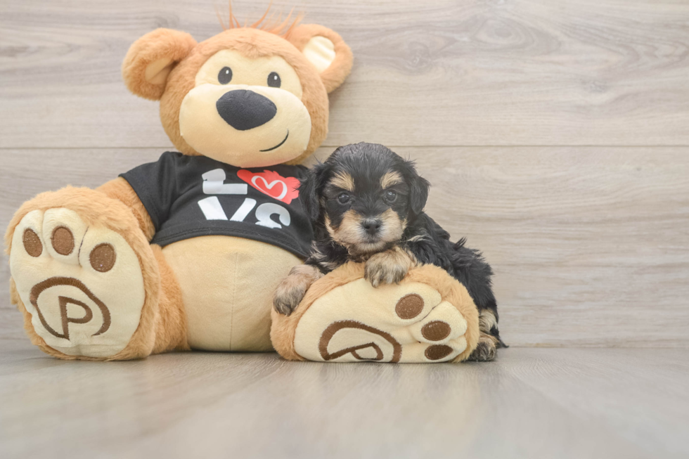 Best Yorkie Poo Baby