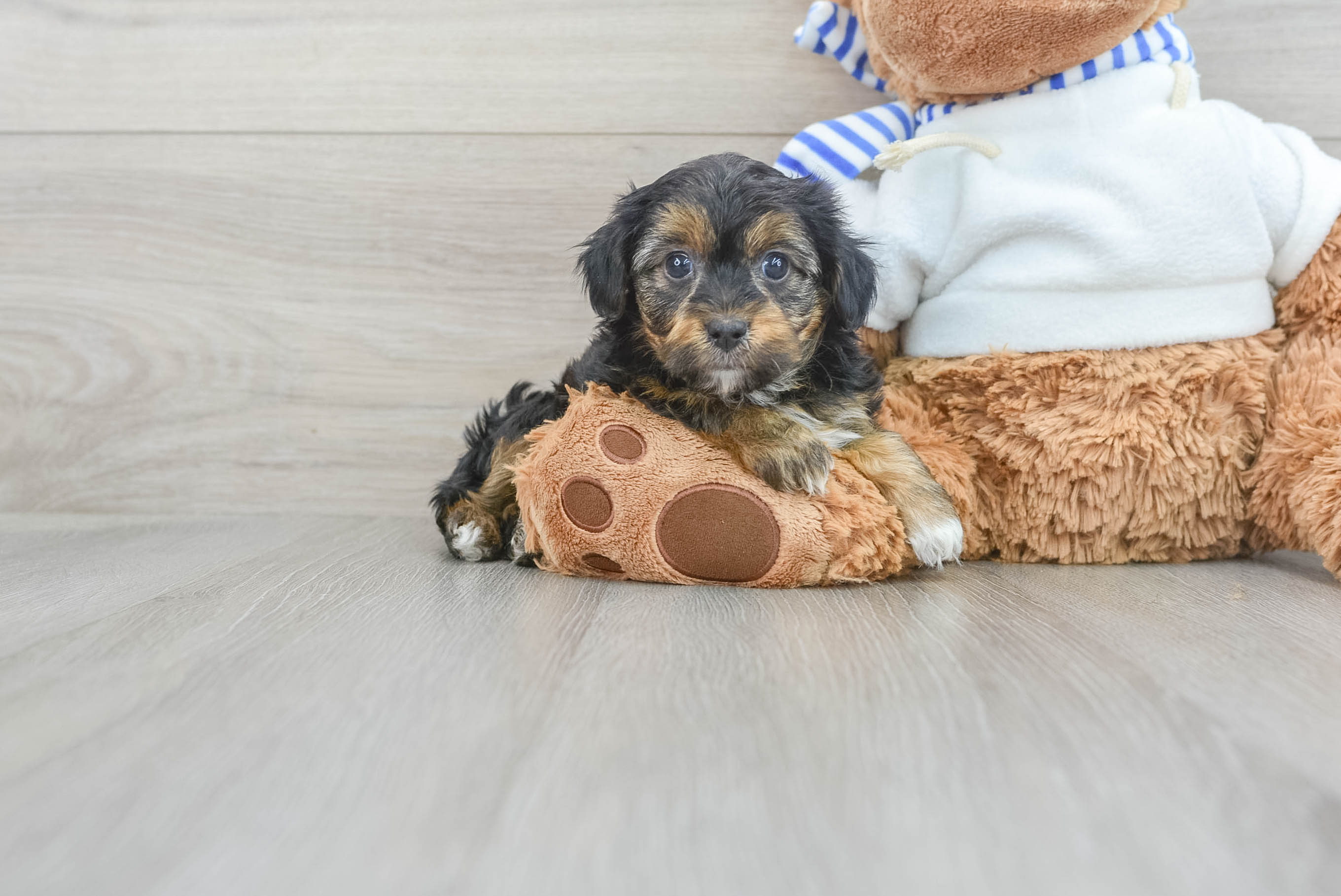 Yorkie Poo Puppy for Adoption