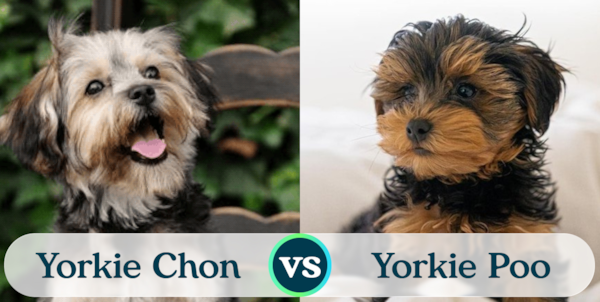Yorkie Poo vs Yorkie Chon: Breed Comparison - Premier Pups