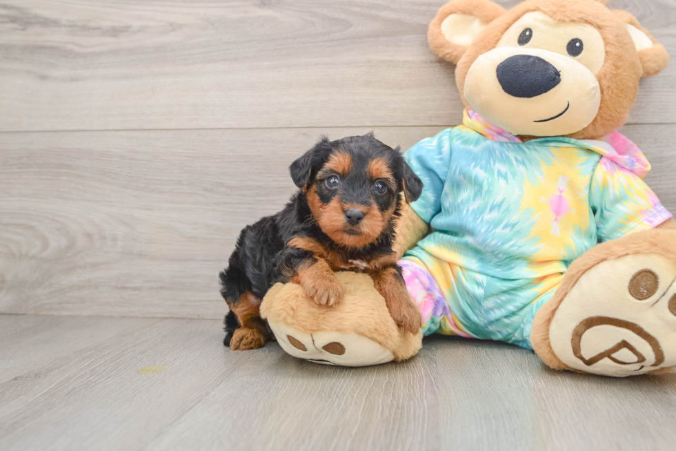 Yorkie Poo Puppy for Adoption