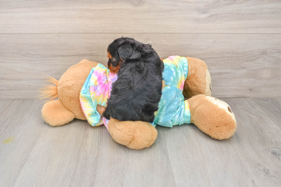 Fluffy Yorkie Poo Poodle Mix Pup