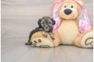 Adorable Yorkiedoodle Poodle Mix Puppy