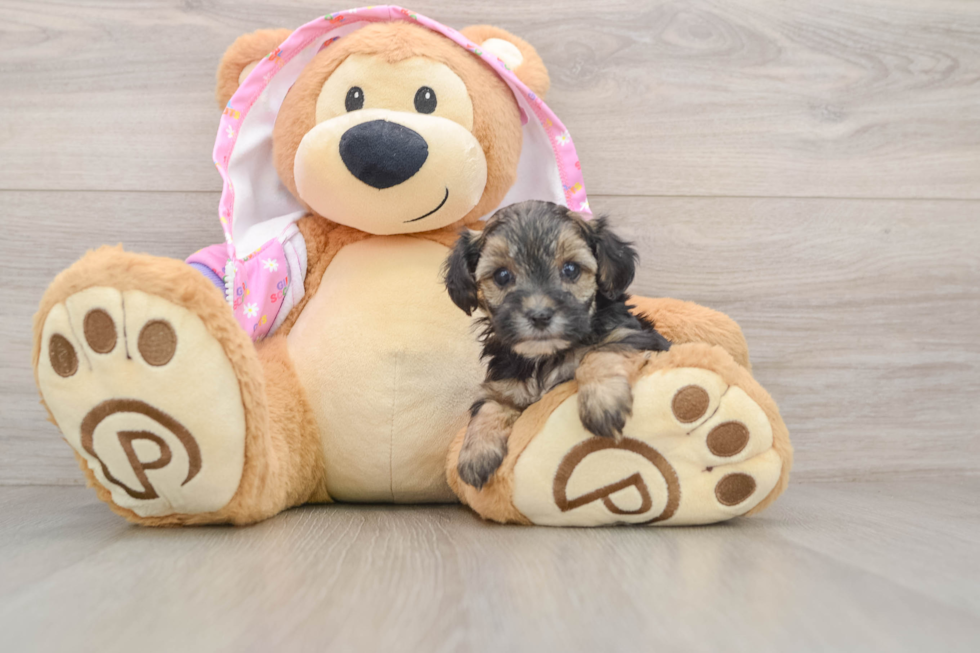 Smart Yorkie Poo Poodle Mix Pup