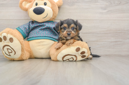ZEN, a Yorkie Poo littermate
