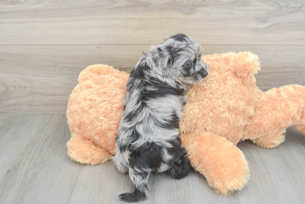 Yorkie Poo Pup Being Cute