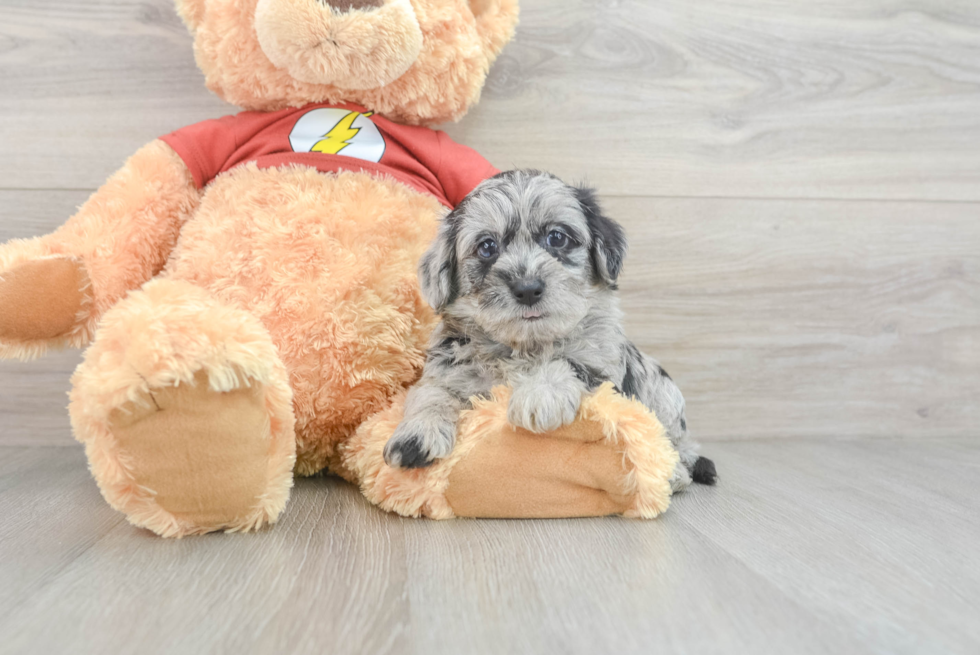 Friendly Yorkie Poo Baby