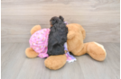 Yorkie Poo Puppy for Adoption