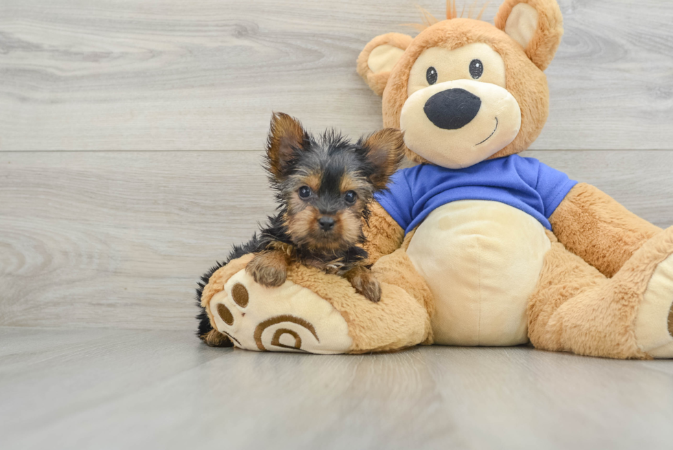 Friendly Yorkshire Terrier Purebred Pup