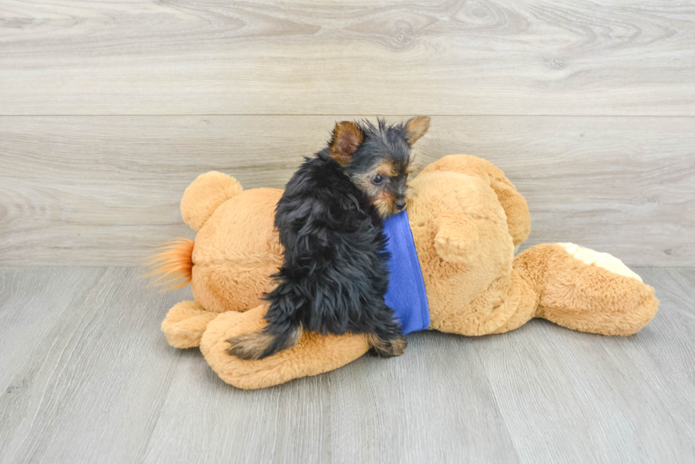 Best Yorkshire Terrier Baby
