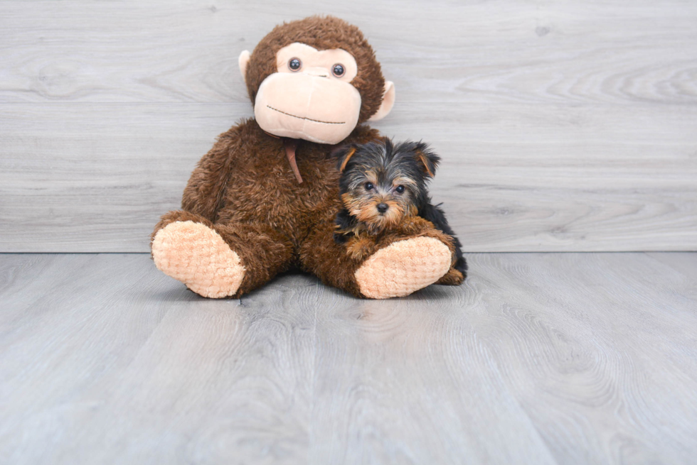 Meet Beckham - our Yorkshire Terrier Puppy Photo 