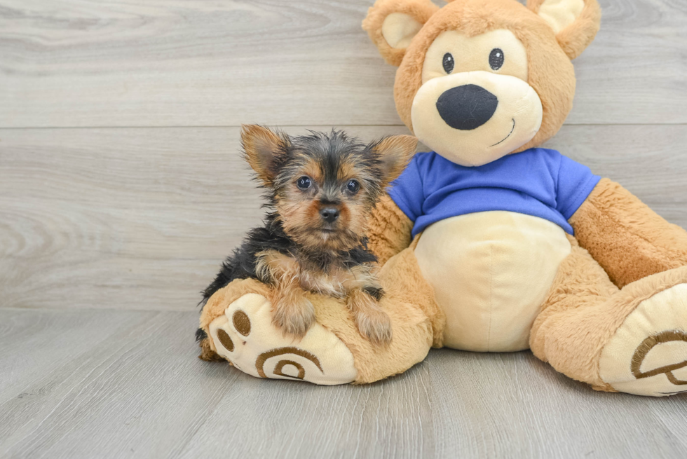 Best Yorkshire Terrier Baby