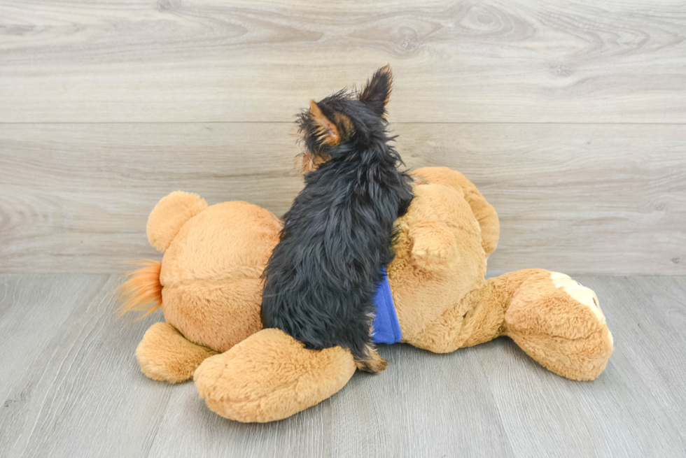 Hypoallergenic Yorkshire Terrier Baby