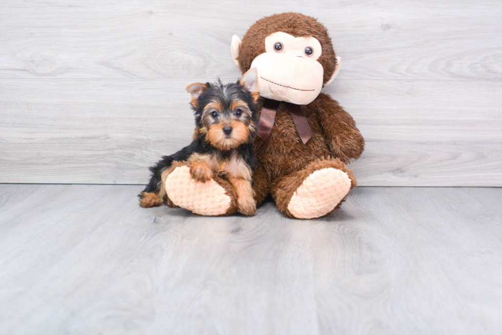 Meet Bella - our Yorkshire Terrier Puppy Photo 