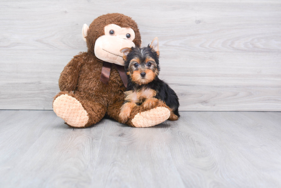 Meet Bella - our Yorkshire Terrier Puppy Photo 