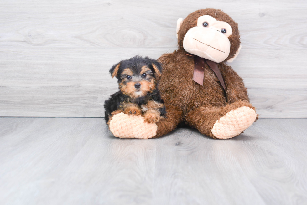 Meet Bella - our Yorkshire Terrier Puppy Photo 
