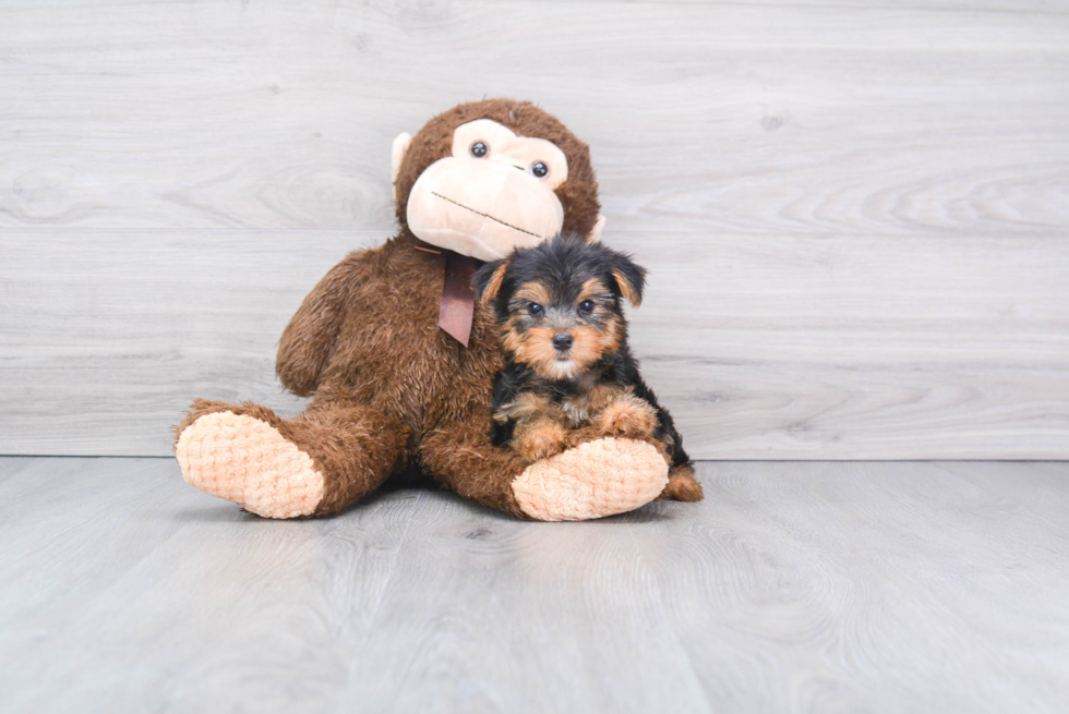 Meet Bella - our Yorkshire Terrier Puppy Photo 