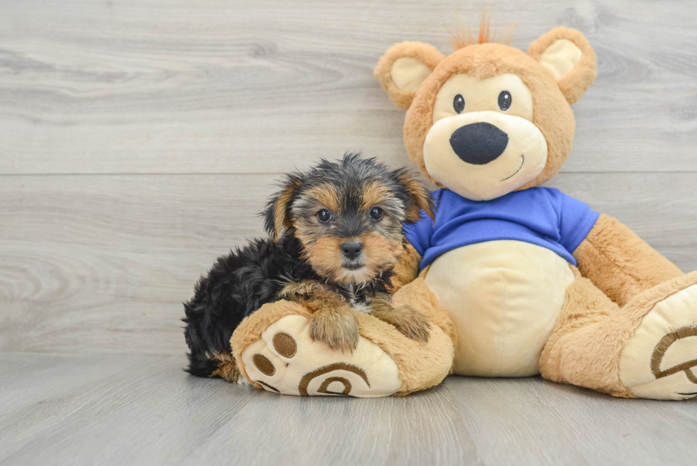Yorkshire Terrier Pup Being Cute
