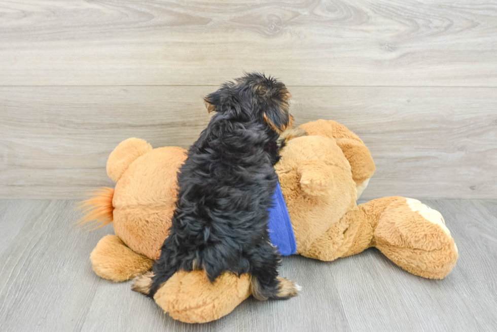 Energetic Yorkie Purebred Puppy