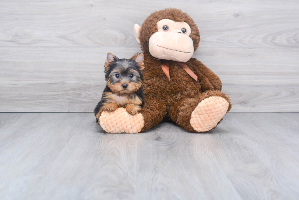 Meet Archie - our Yorkshire Terrier Puppy Photo 