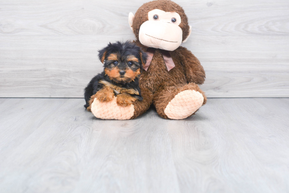 Meet Diamond - our Yorkshire Terrier Puppy Photo 