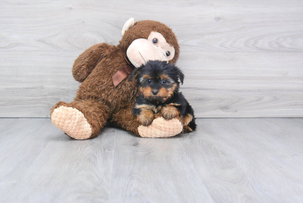 Meet Izzie - our Yorkshire Terrier Puppy Photo 