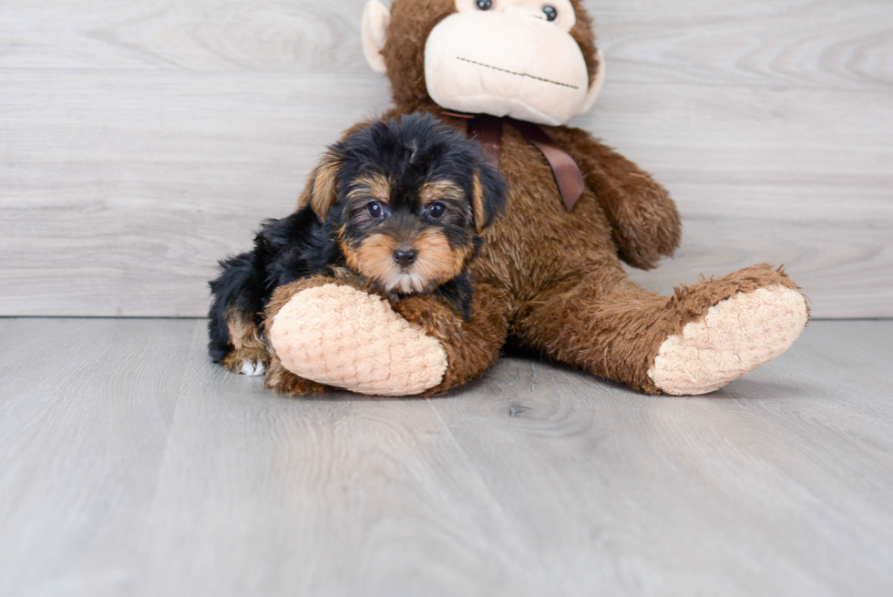 Hypoallergenic Yorkshire Terrier Purebred Pup