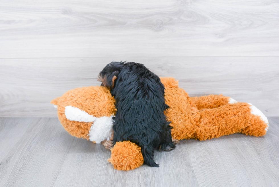 Meet Aries - our Yorkshire Terrier Puppy Photo 