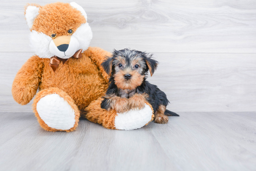 Meet Aries - our Yorkshire Terrier Puppy Photo 