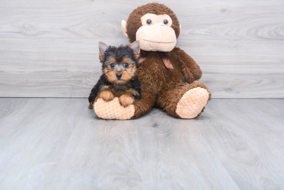 Meet Joey - our Yorkshire Terrier Puppy Photo 