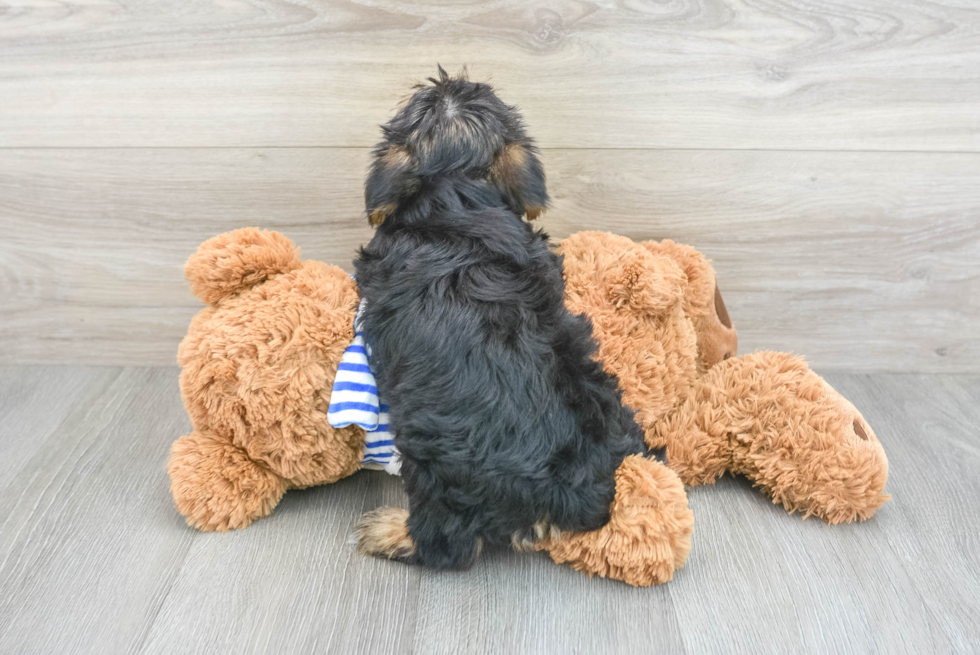 Yorkshire Terrier Puppy for Adoption