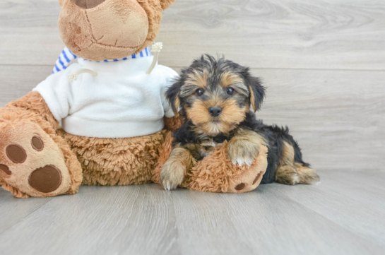 Yorkshire Terrier Pup Being Cute