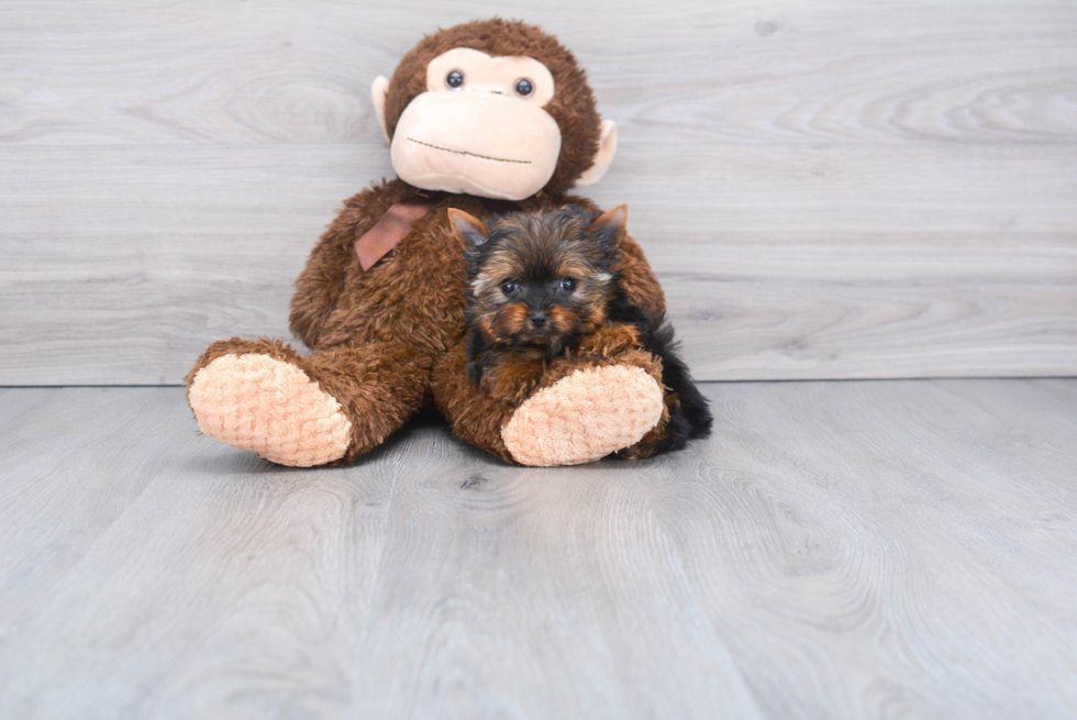 Meet Ms Minnie - our Yorkshire Terrier Puppy Photo 