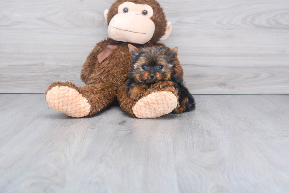 Meet Ms Minnie - our Yorkshire Terrier Puppy Photo 
