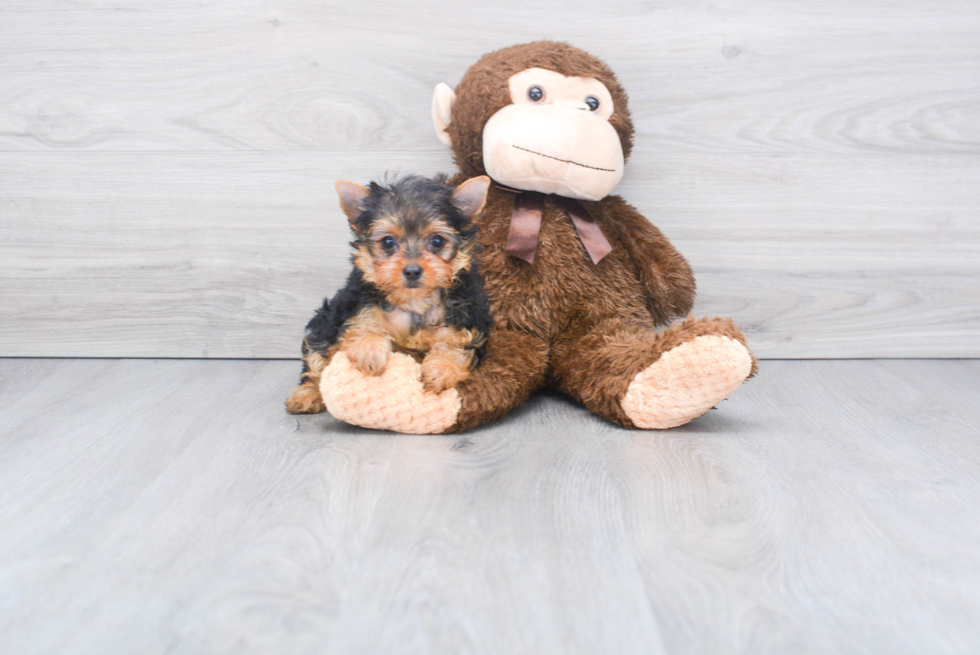Meet Nugget - our Yorkshire Terrier Puppy Photo 
