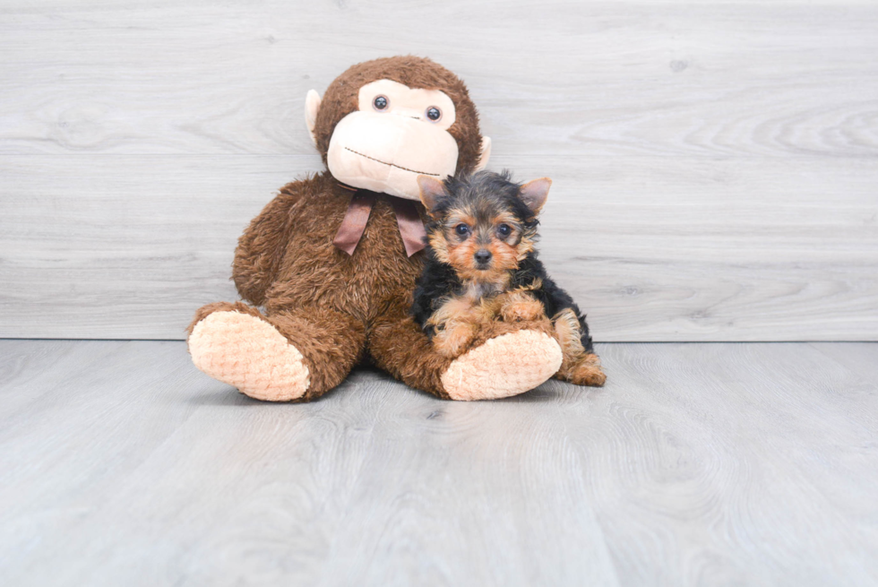 Meet Nugget - our Yorkshire Terrier Puppy Photo 