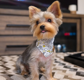 Yorkshire Terrier Puppies For Sale - Premier Pups