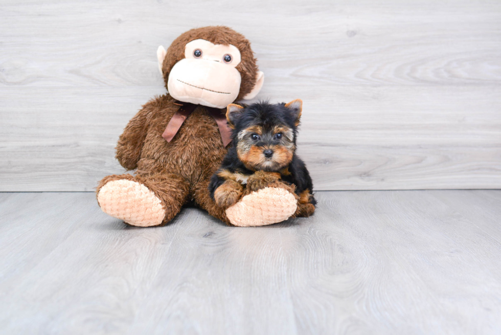 Meet Rollo - our Yorkshire Terrier Puppy Photo 