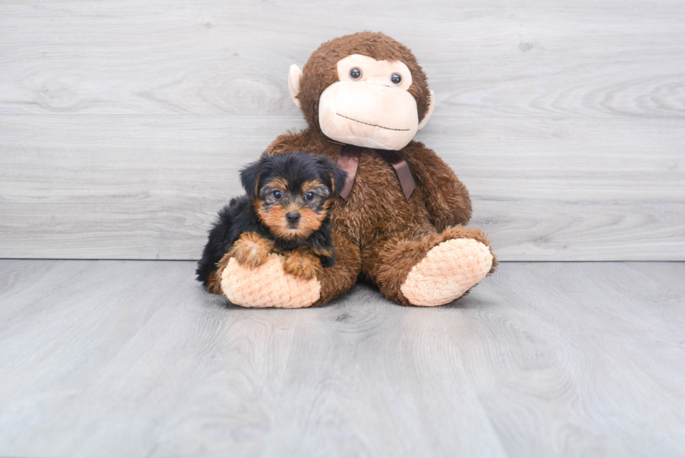 Meet Ronaldo - our Yorkshire Terrier Puppy Photo 