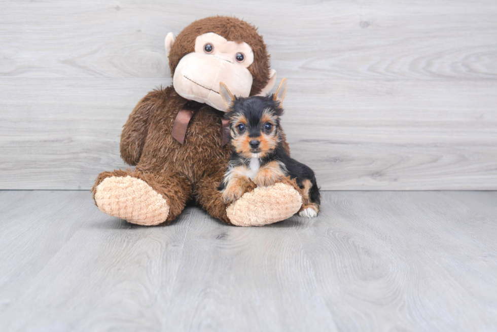 Meet Steph - our Yorkshire Terrier Puppy Photo 
