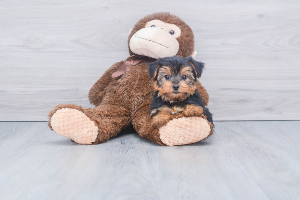 Meet Timmy - our Yorkshire Terrier Puppy Photo 