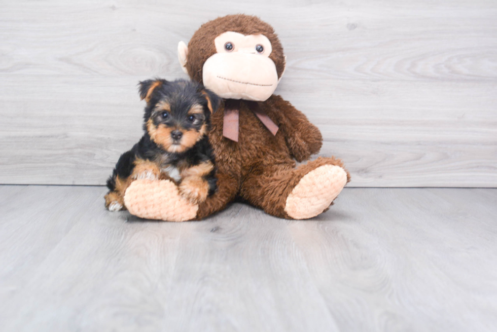 Meet Tinkerbell - our Yorkshire Terrier Puppy Photo 