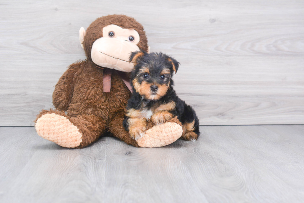 Meet Tinkerbell - our Yorkshire Terrier Puppy Photo 