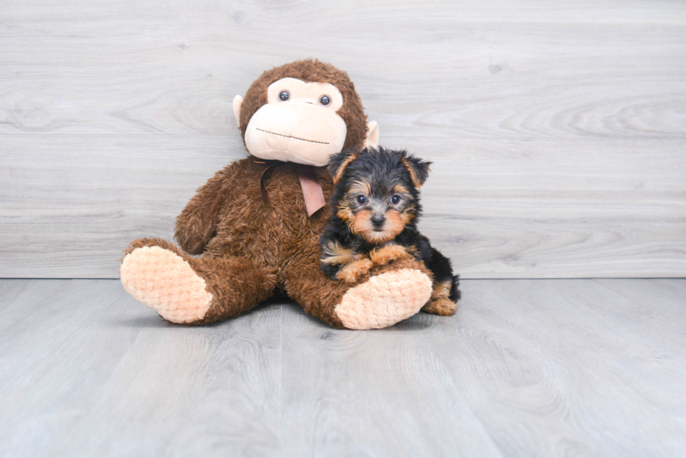 Meet Victoria - our Yorkshire Terrier Puppy Photo 